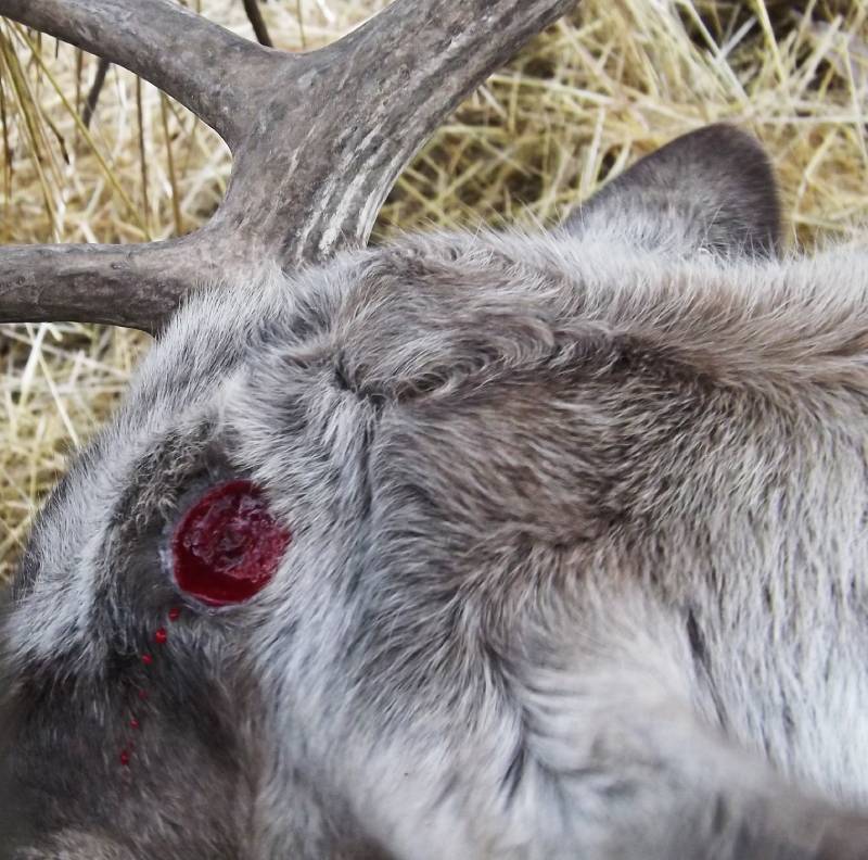 The photo shows the abscission line after a deer shed its antler.