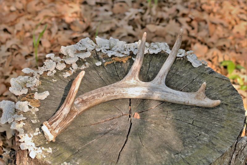 The photo shows a whitetail deer antler on a tree stump.