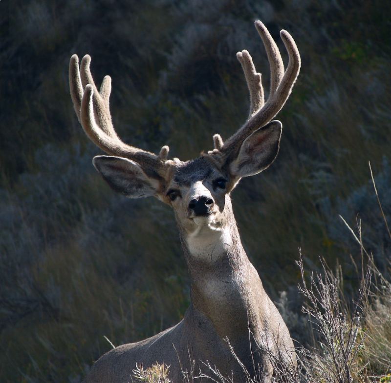 The photo shows a mule deer in western North Dakota. The fuzzy part of the antler is the velvet.