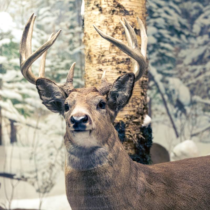 The photo shows a whitetail deer in a forest with both antlers still attached.